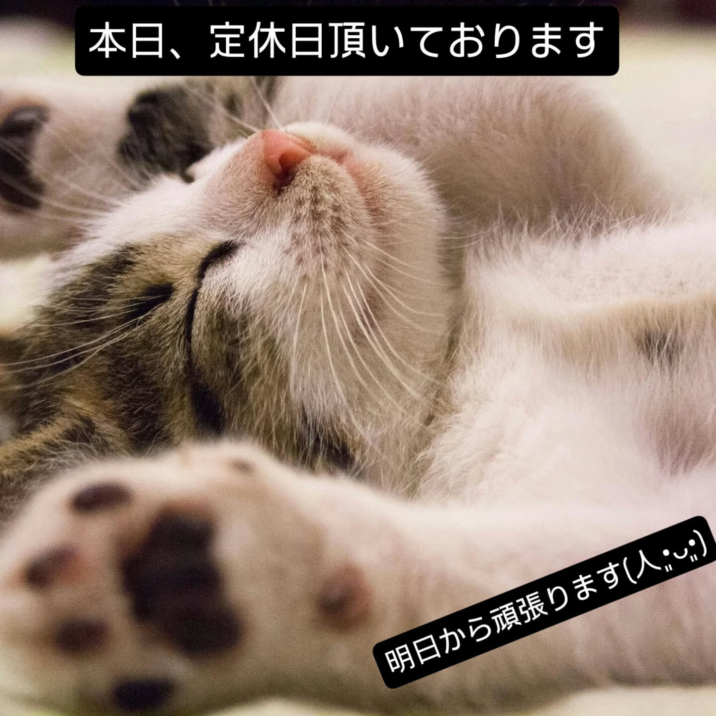 本日、お休み頂いております!