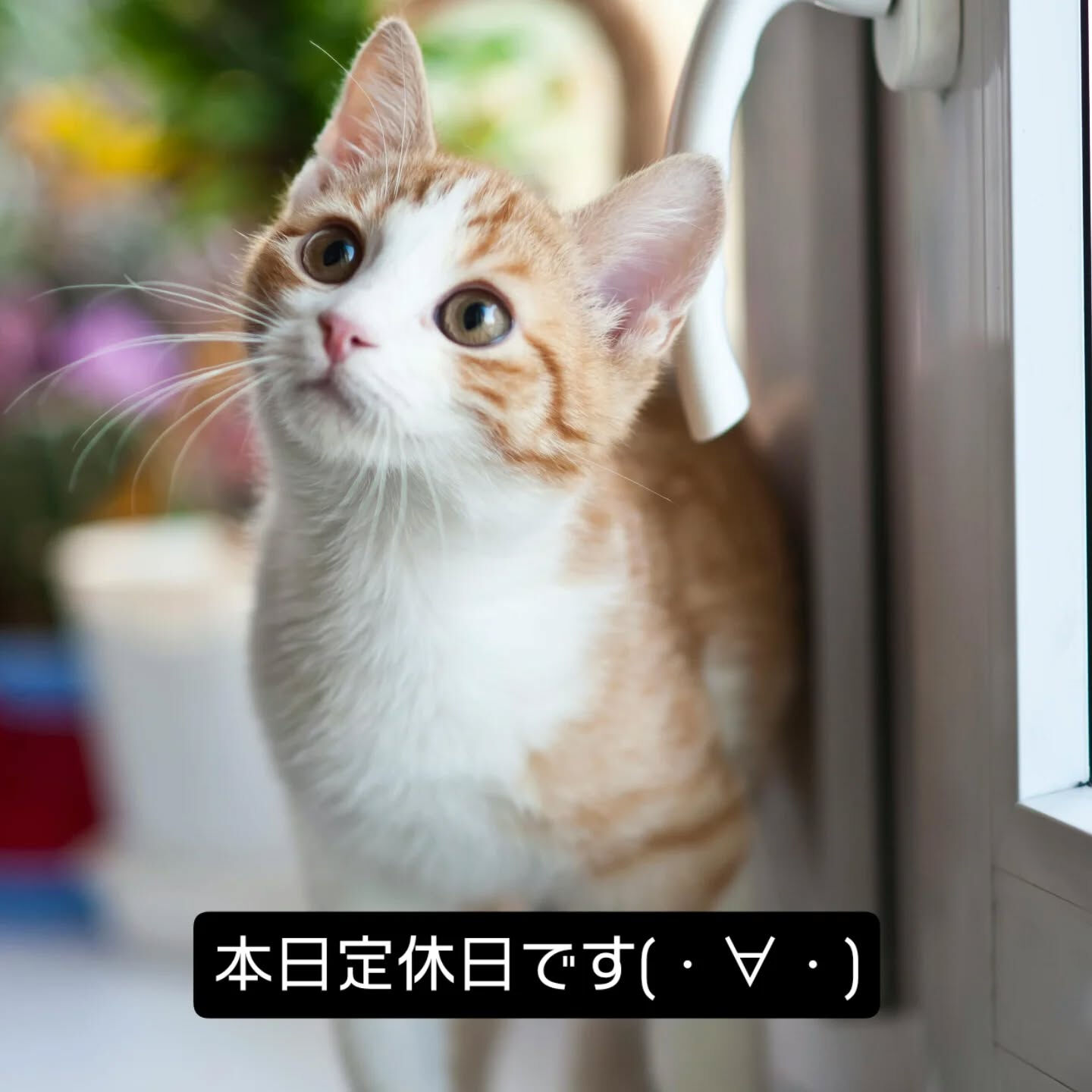 明日から頑張ります！ 