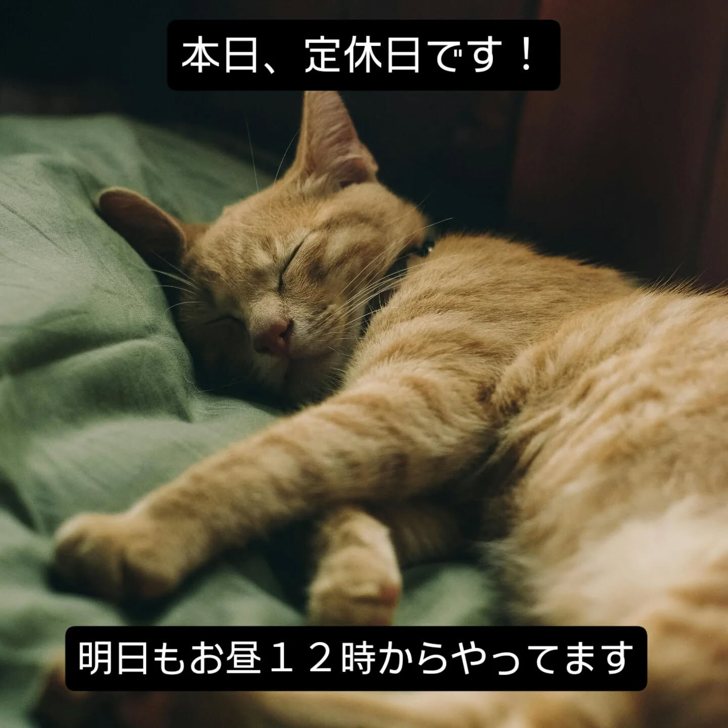 今日は定休日です！
