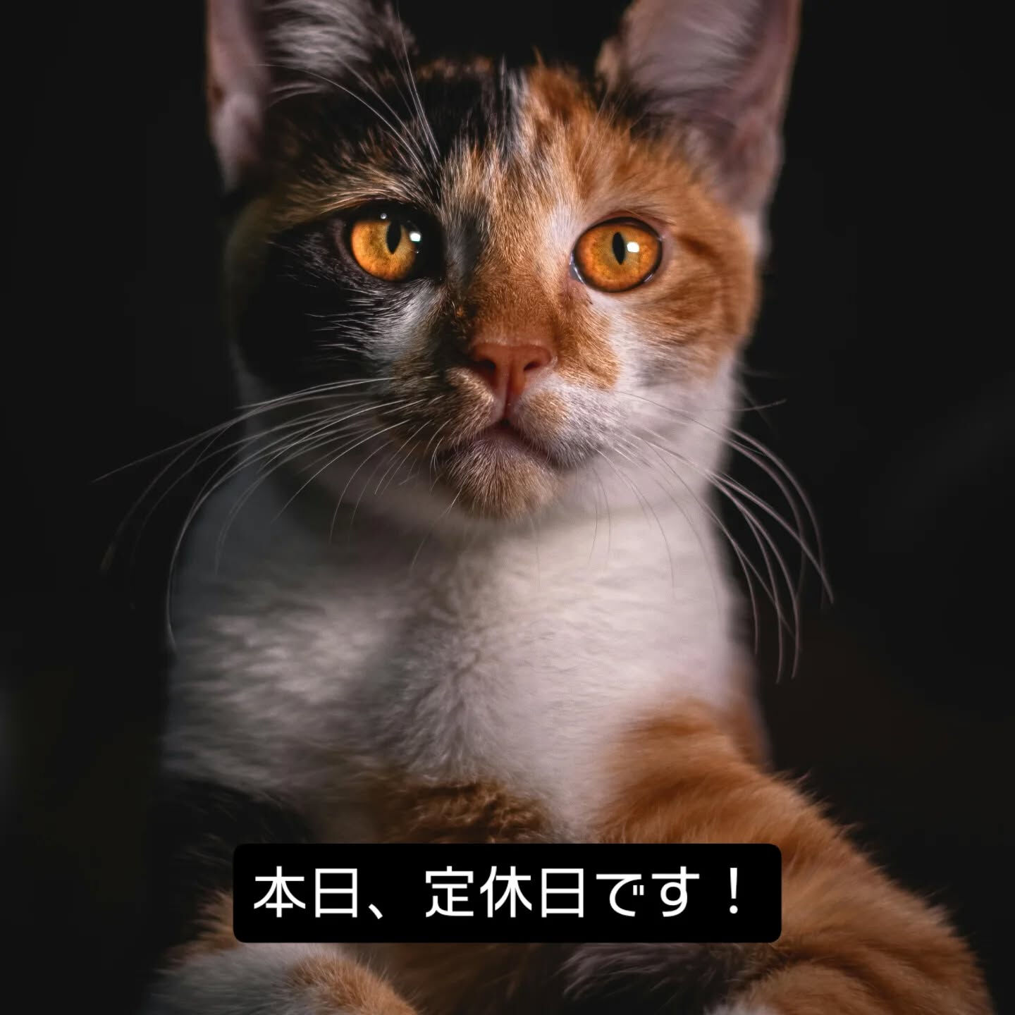 木曜日は定休日をいただいてます！